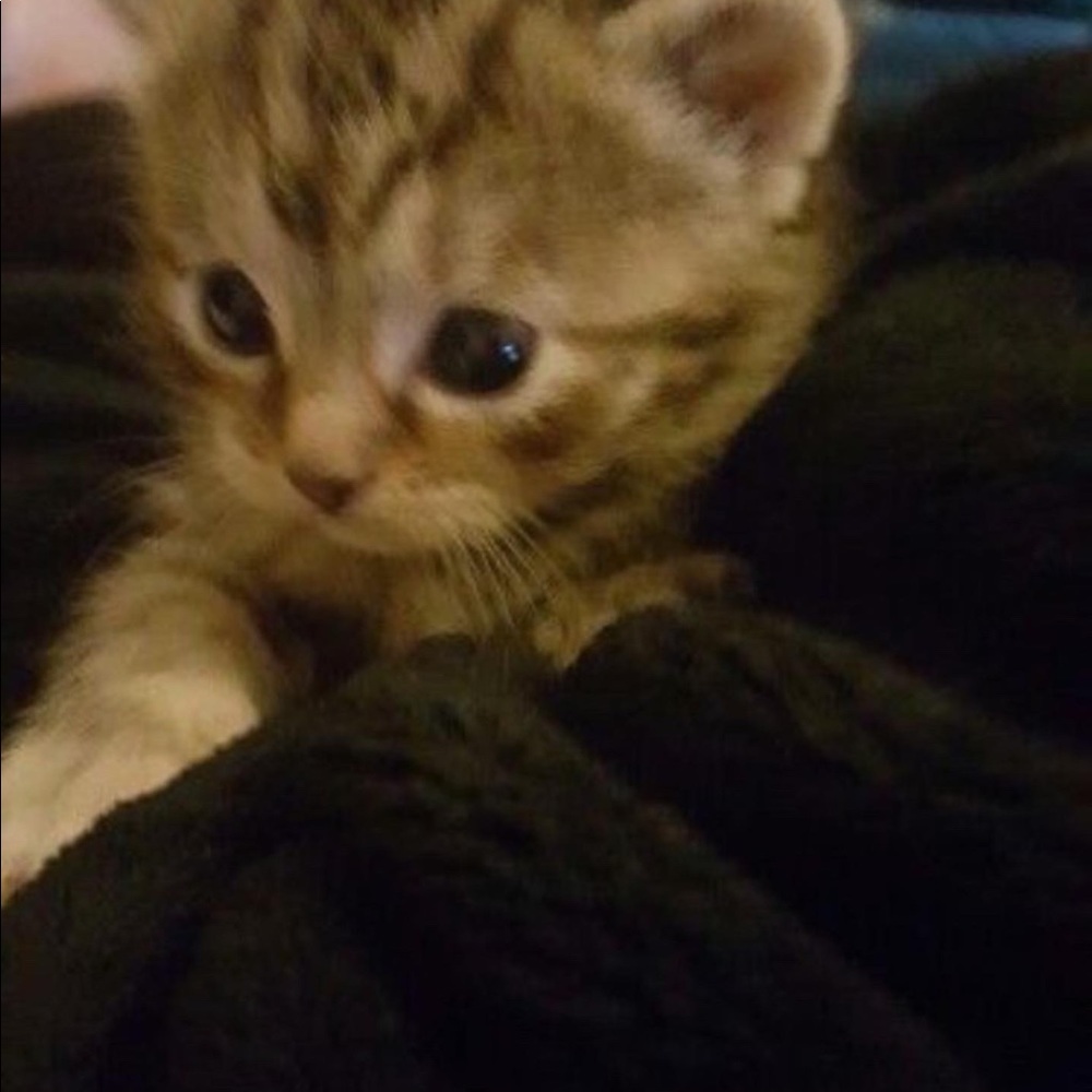 Meet your Posher, Ava